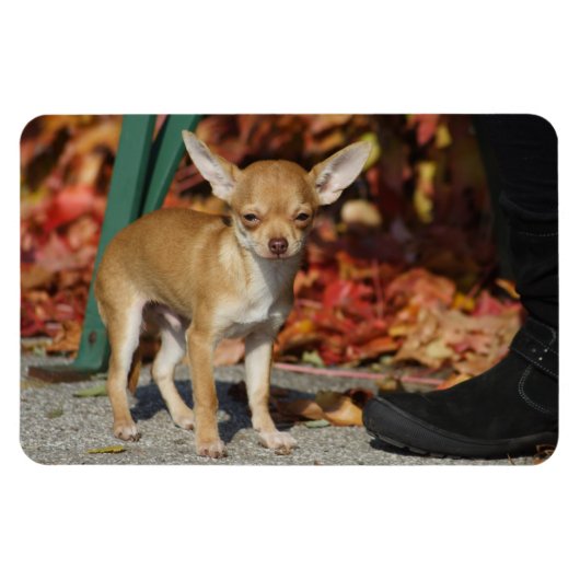 Magnet Flexible Charlie Chihuahua (Horizontal)