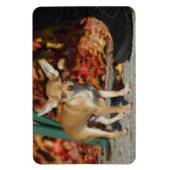 Magnet Flexible Charlie Chihuahua (Vertical)