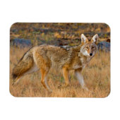Magnet Flexible Chasse au coyote (Canis Latrans) (Horizontal)