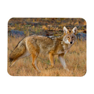 Magnet Flexible Chasse au coyote (Canis Latrans)