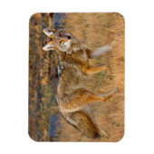 Magnet Flexible Chasse au coyote (Canis Latrans) (Vertical)