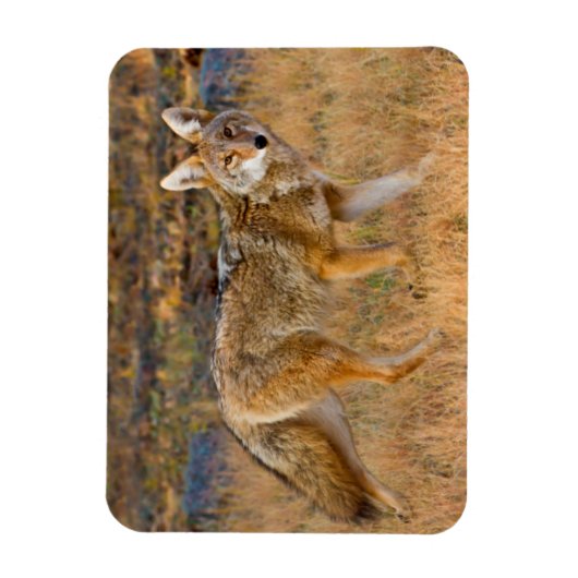 Magnet Flexible Chasse au coyote (Canis Latrans) (Vertical)