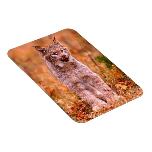 Magnet Flexible Chasse Bobcat | Forêt d'automne (Côté Droit)