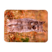 Magnet Flexible Chasse Bobcat | Forêt d'automne (Horizontal)