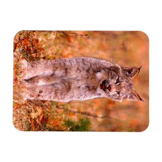 Magnet Flexible Chasse Bobcat | Forêt d'automne (Horizontal)