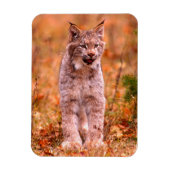 Magnet Flexible Chasse Bobcat | Forêt d'automne (Vertical)