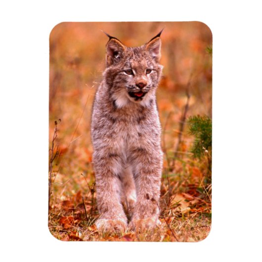 Magnet Flexible Chasse Bobcat | Forêt d'automne (Vertical)