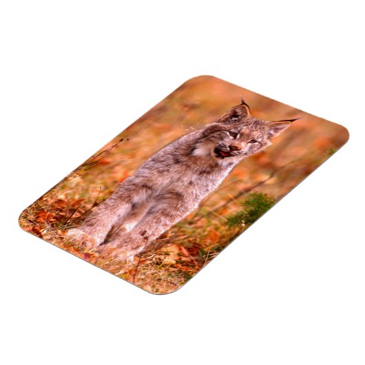 Magnet Flexible Chasse Bobcat | Forêt d'automne (Côté Gauche)