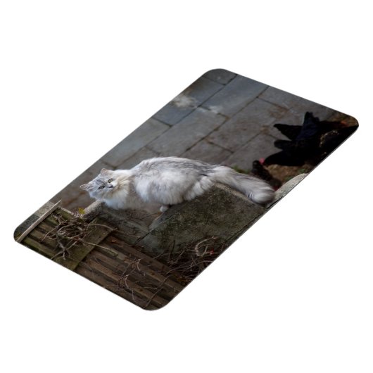 Magnet Flexible Chat Angora gris-blanc (Côté Gauche)