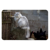 Magnet Flexible Chat Angora gris-blanc (Horizontal)