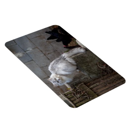 Magnet Flexible Chat Angora gris-blanc (Côté Droit)