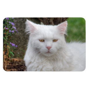 Magnet Flexible Chat blanc grave