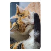 Magnet Flexible Chat Calico (Vertical)