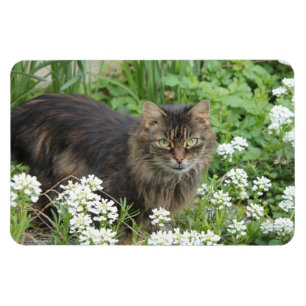 Magnet Flexible Chat domestique à long-courge