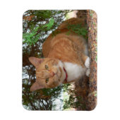 Magnet Flexible Chat Domestique Orange Tigré (Vertical)