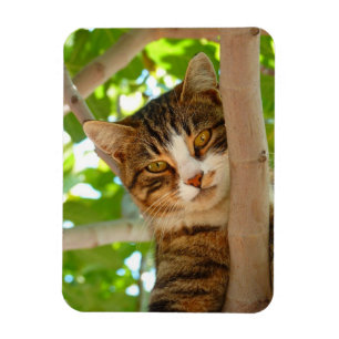 Magnet Flexible Chat grimpeur