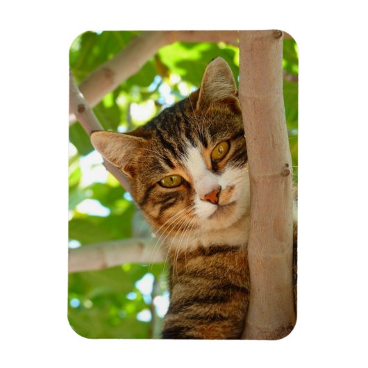 Magnet Flexible Chat grimpeur (Vertical)