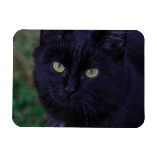 Magnet Flexible Chat Noir Chat Chat Chat Cute Yellow Yellow Yellow (Horizontal)