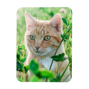 Magnet Flexible Chat roux aux yeux verts dans l'herbe