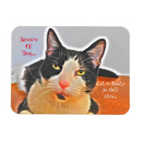Chat Shady Tuxedo