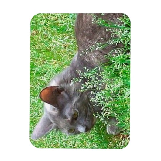 Magnet Flexible Chat Tortie gris (Vertical)