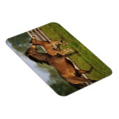 Magnet Flexible Châtaigne de Thoroughbred Mare & Foie (Côté Droit)