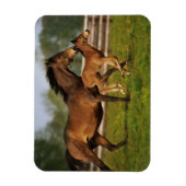 Magnet Flexible Châtaigne de Thoroughbred Mare & Foie (Vertical)