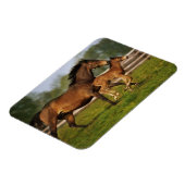 Magnet Flexible Châtaigne de Thoroughbred Mare & Foie (Côté Gauche)