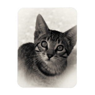 Magnet Flexible Chaton mignon du Bengale