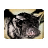 Magnet Flexible Chaton tigré (Horizontal)