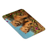 Magnet Flexible Chatons Lynx du Canada, Alaska (Côté Droit)