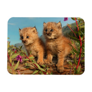 Magnet Flexible Chatons Lynx du Canada, Alaska