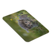 Magnet Flexible Chatons Mignons (Côté Droit)