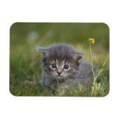 Magnet Flexible Chatons Mignons (Horizontal)