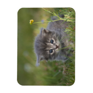 Magnet Flexible Chatons Mignons