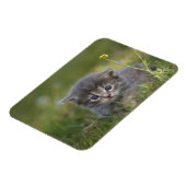 Magnet Flexible Chatons Mignons (Côté Gauche)