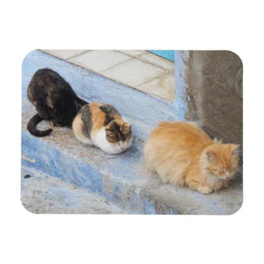 Magnet Flexible Chats, Chefchaouen, Maroc (Horizontal)
