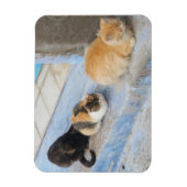 Magnet Flexible Chats, Chefchaouen, Maroc (Vertical)