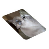 Magnet Flexible Chatte Ragdoll (Côté Droit)