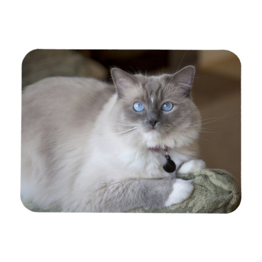 Magnet Flexible Chatte Ragdoll (Horizontal)