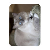 Magnet Flexible Chatte Ragdoll (Vertical)