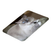 Magnet Flexible Chatte Ragdoll (Côté Gauche)