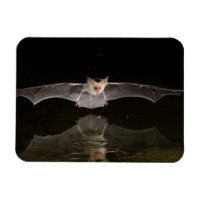 Chauve-souris buvant en vol, Arizona