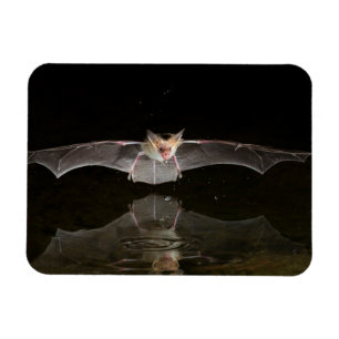 Magnet Flexible Chauve-souris buvant en vol, Arizona