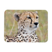 Magnet Flexible Cheetah (Horizontal)
