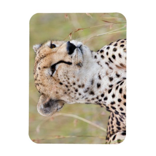Magnet Flexible Cheetah (Vertical)