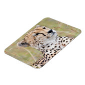 Magnet Flexible Cheetah (Côté Gauche)