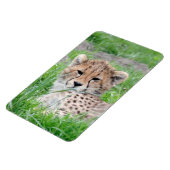 Magnet Flexible Cheetah 002 (Côté Gauche)