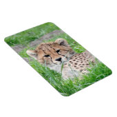 Magnet Flexible Cheetah 002 (Côté Droit)