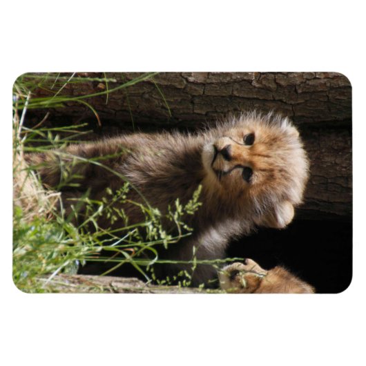 Magnet Flexible Cheetah 005 (Horizontal)